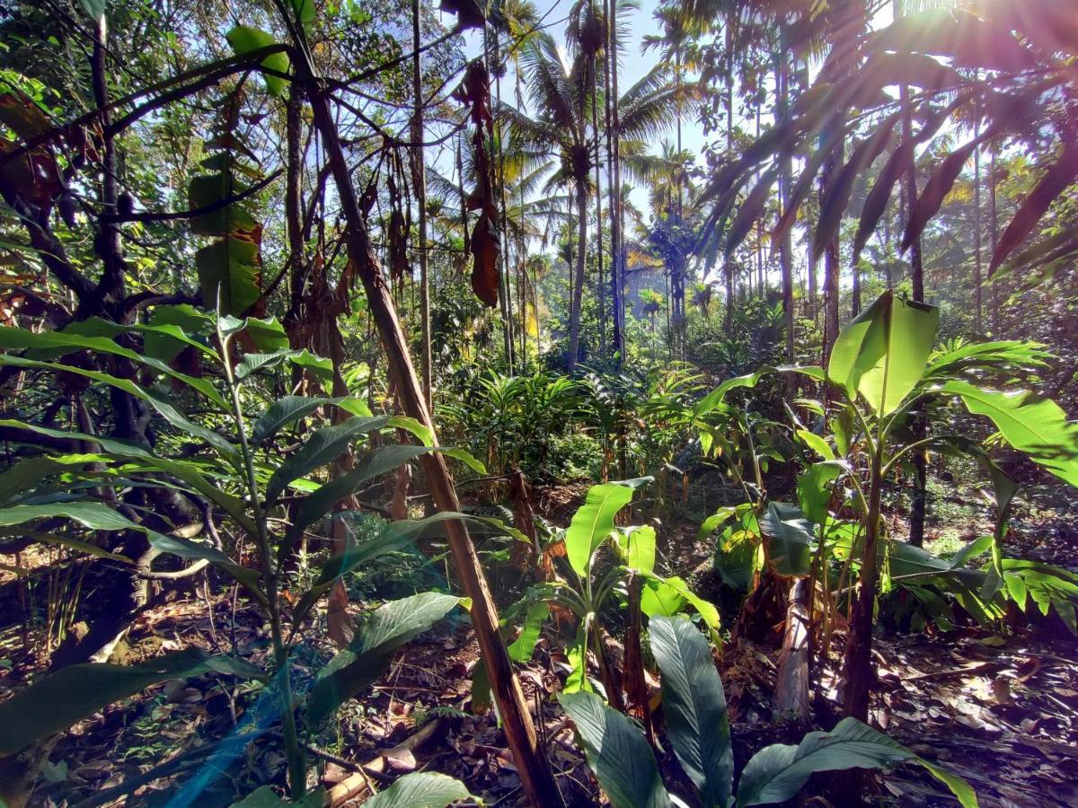 Maliyeckal Homestay Munnar Buitenkant foto